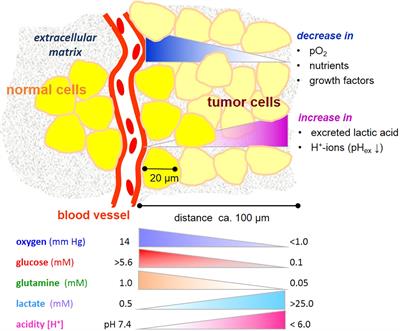 Metabolic Constants and Plasticity of Cancer Cells in a Limiting Glucose and Glutamine Microenvironment—A Pyruvate Perspective